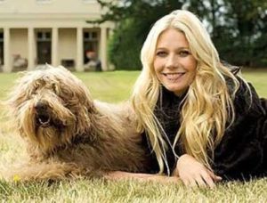 Gwyneth Paltrow pet