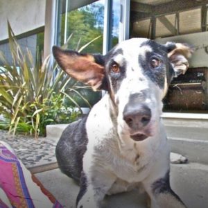 Lena Headey's dog mr Tanner