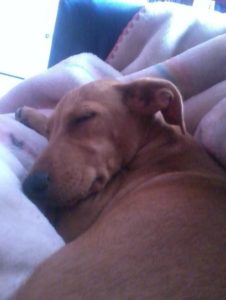 Monkey and Skippy Lena Headley pet