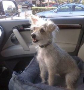 Zoe Saldana pet Mugsy